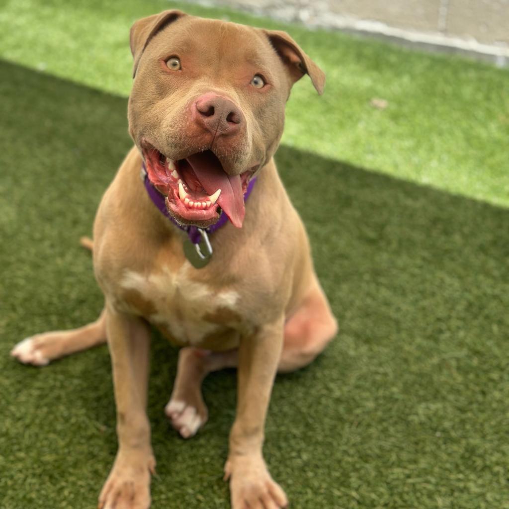 Enlarge Razzle, a Adoptable American Bully in Los Angeles, CA image 5/5