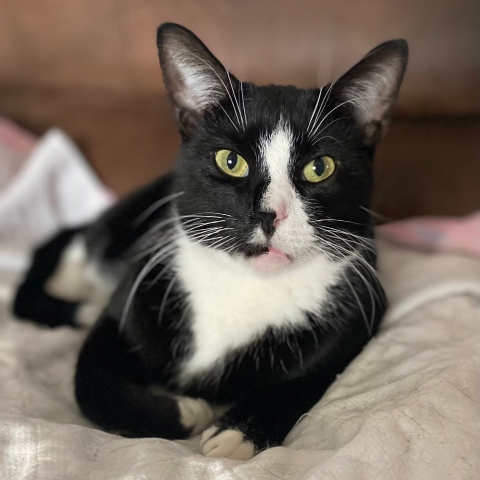 Elias, a Adoptable Tuxedo in Goshen, IN image 1/6