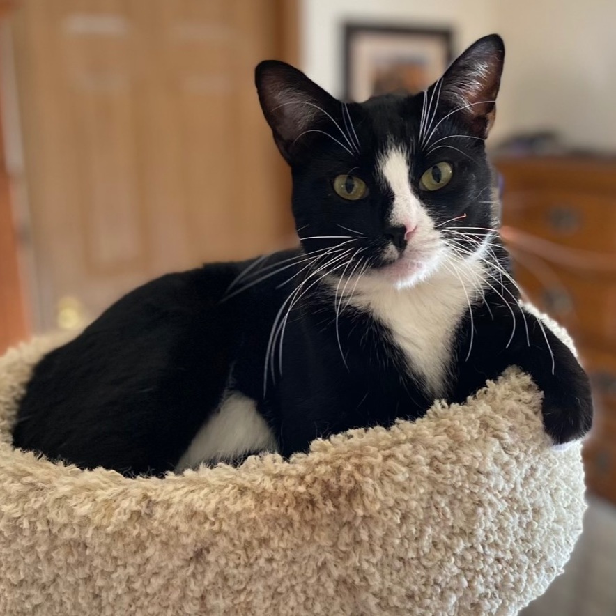 Elias, a Adoptable Tuxedo in Goshen, IN image 2/6
