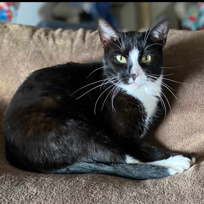 Elias, a Adoptable Tuxedo in Goshen, IN image 3/6