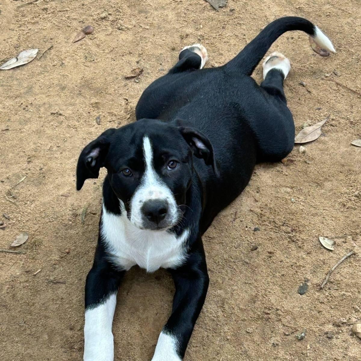 Enlarge Ellie, a Adopted mixed breed in Tallahassee, FL image 2/4