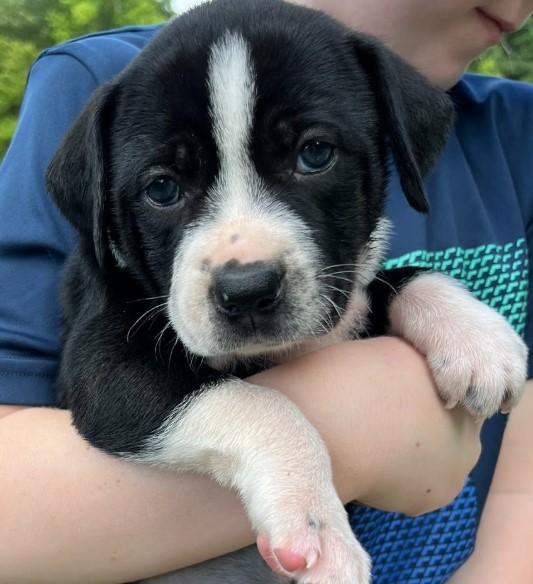 Enlarge Ellie, a Adopted mixed breed in Tallahassee, FL image 4/4