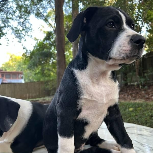 Enlarge Ellie, a Adopted mixed breed in Tallahassee, FL image 1/4