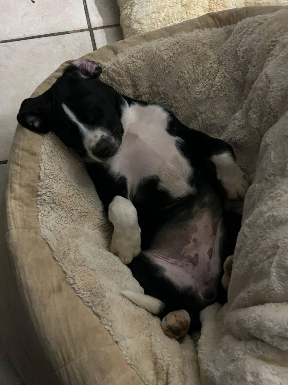 Enlarge Ellie, a Adopted mixed breed in Tallahassee, FL image 3/4