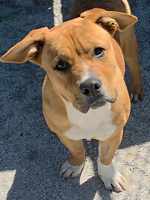 BUDDY, Adoptable, Young Male Mixed Breed.