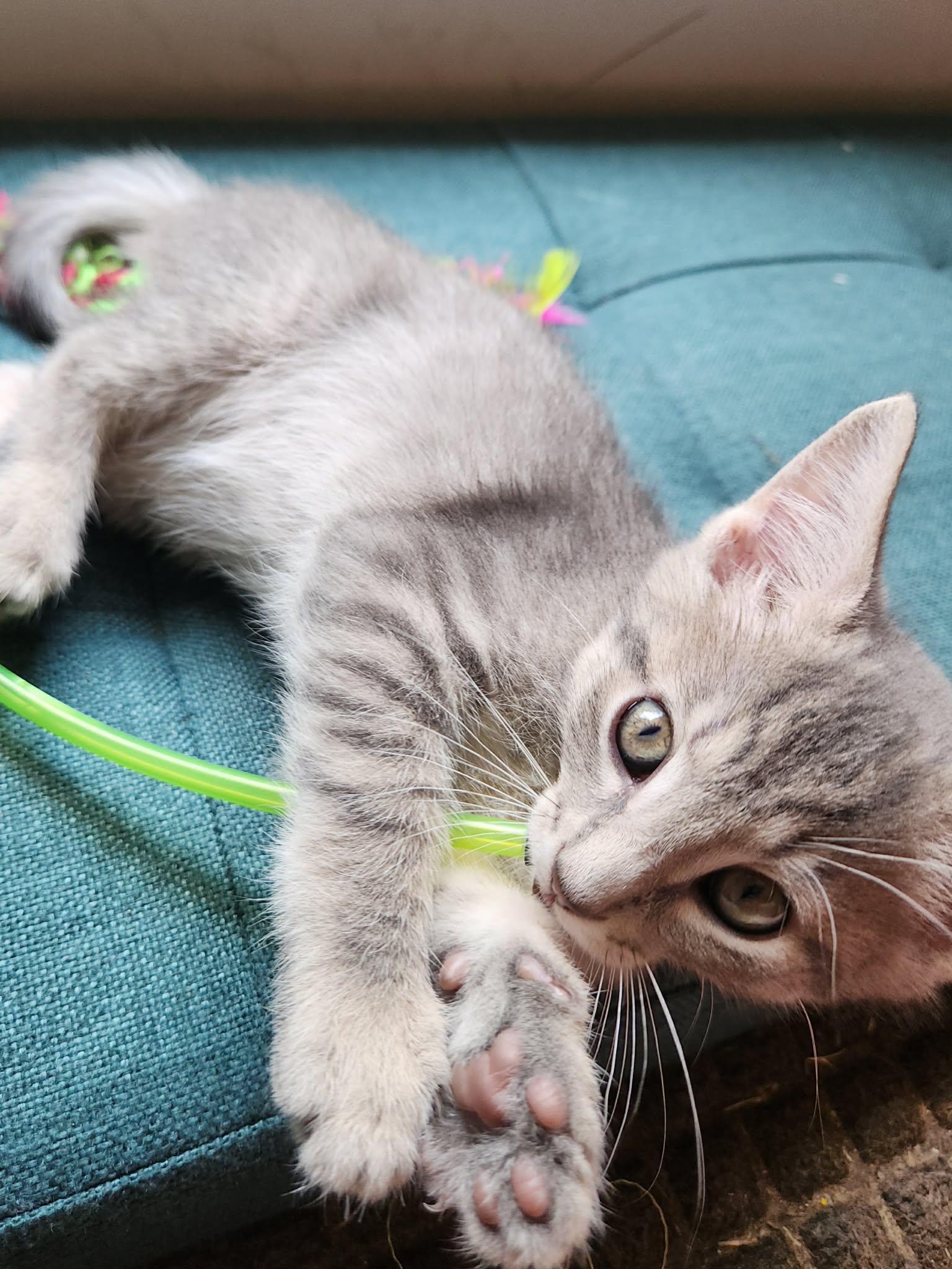 Enlarge Casper, a ADOPTABLE Tabby in Inez, KY image 4/5