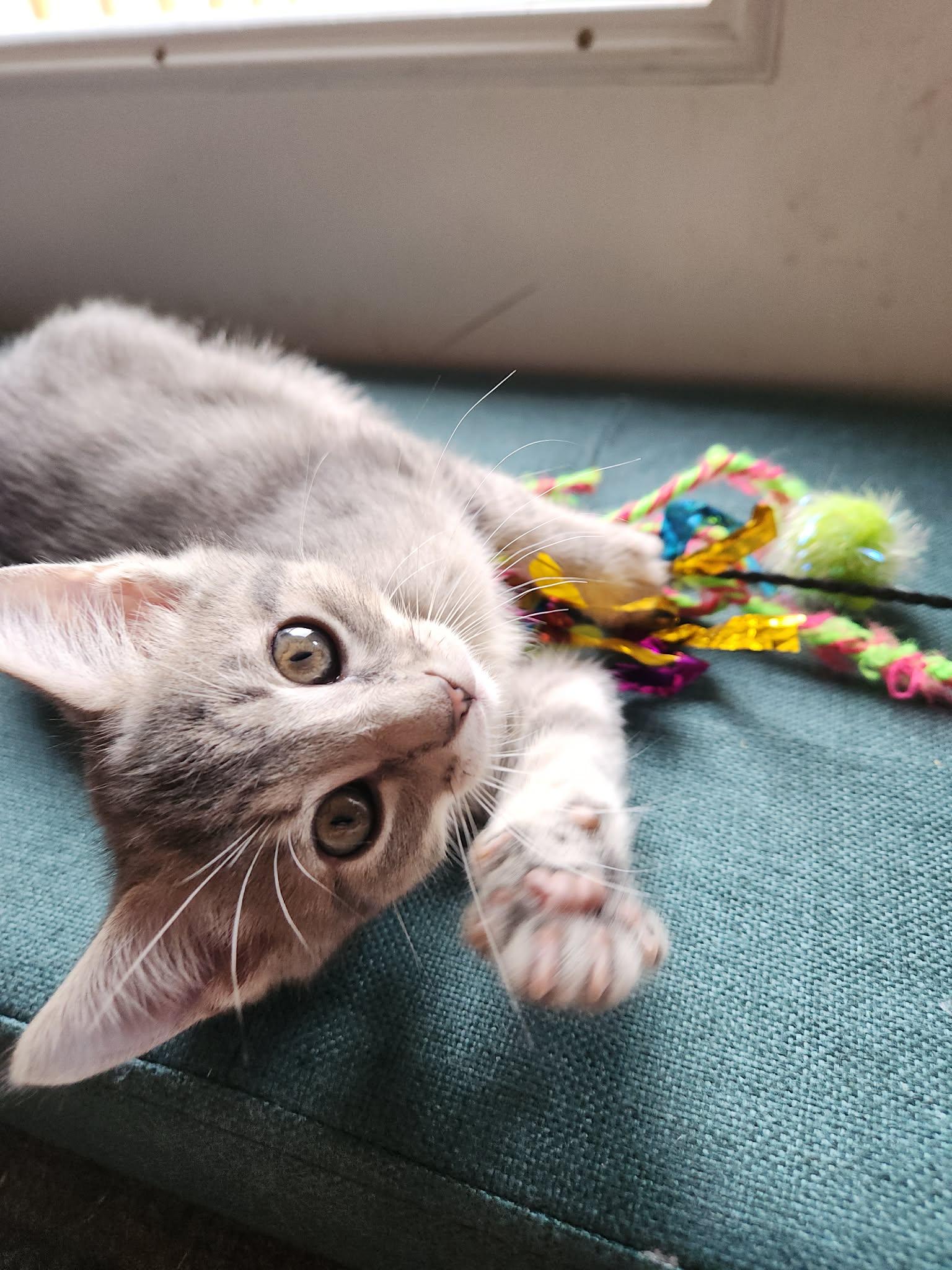 Enlarge Casper, a ADOPTABLE Tabby in Inez, KY image 5/5