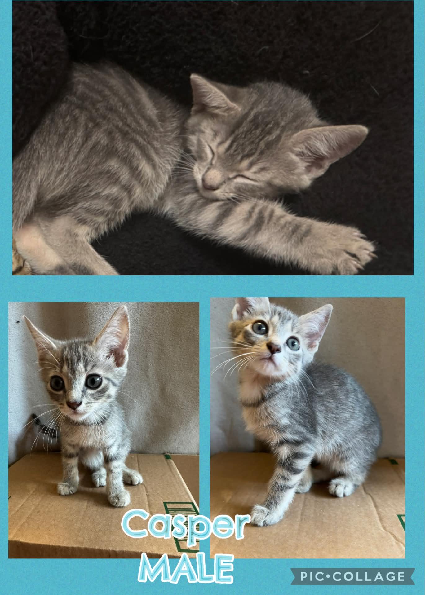 Enlarge Casper, a ADOPTABLE Tabby in Inez, KY image 1/5