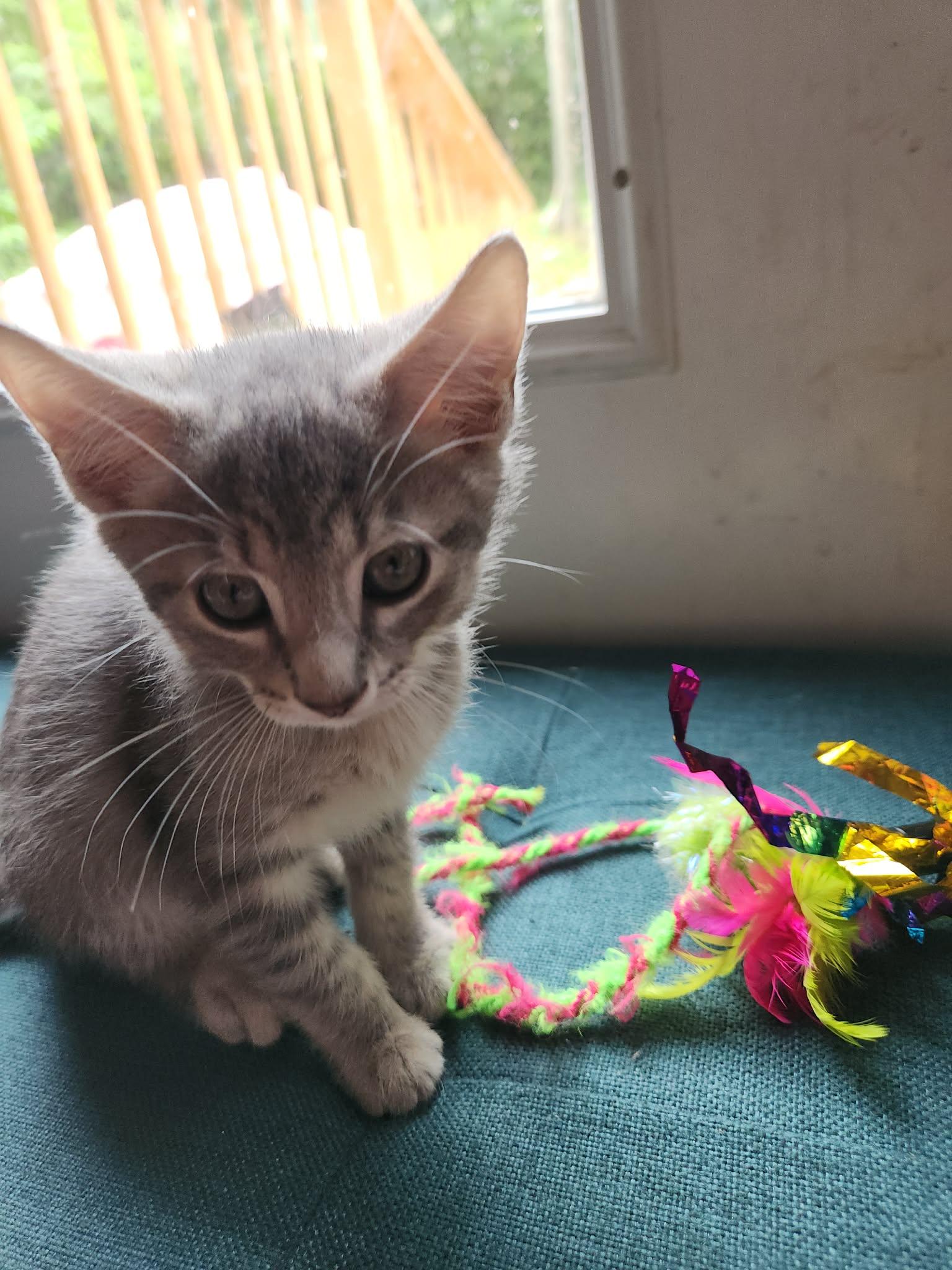 Enlarge Casper, a ADOPTABLE Tabby in Inez, KY image 3/5