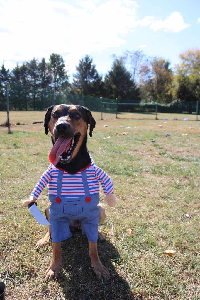 Enlarge Kevin, a Adoptable mixed breed in Culpeper, VA image 1/1