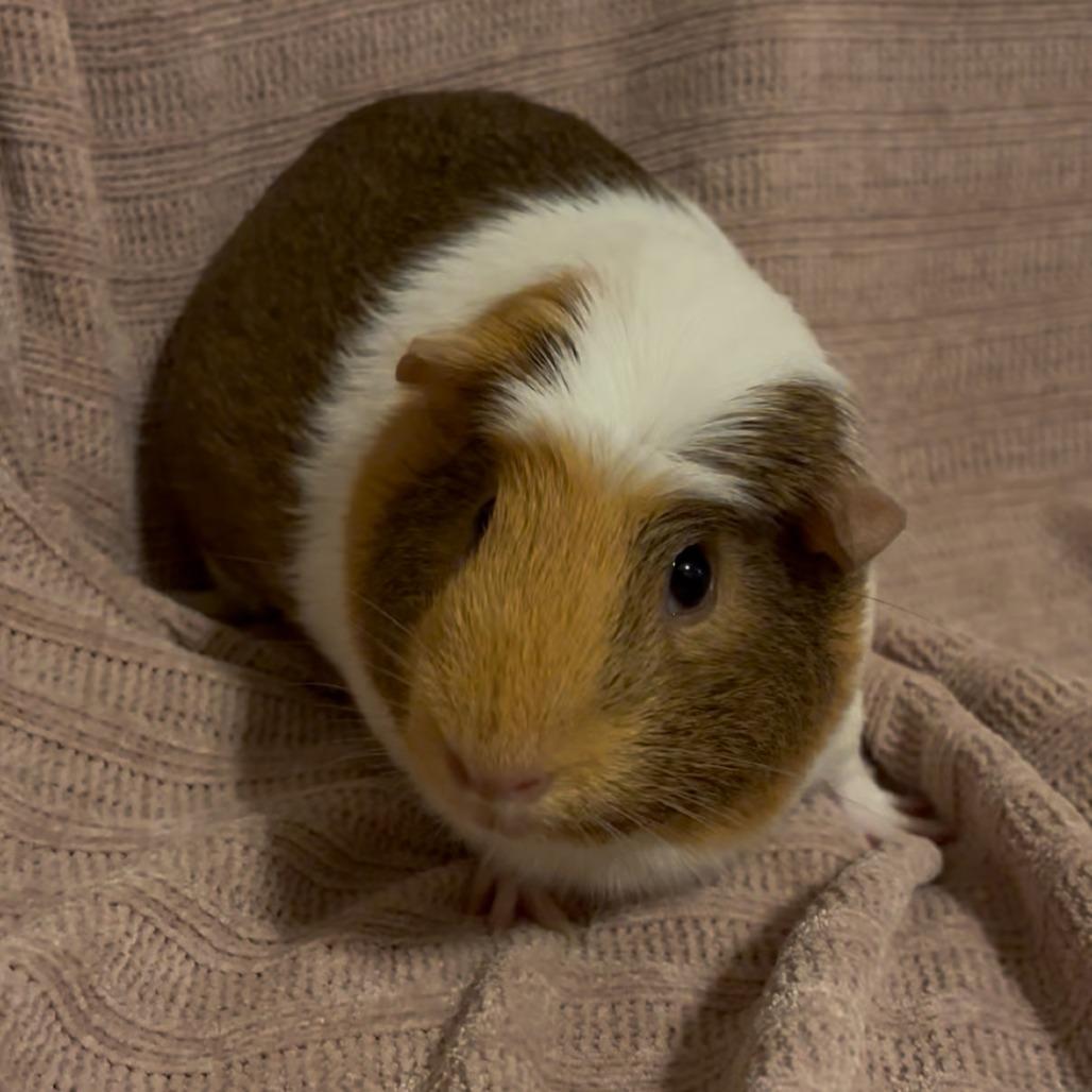 Enlarge Mocha, a Adoptable Guinea Pig in Greenfield, IN image 1/2