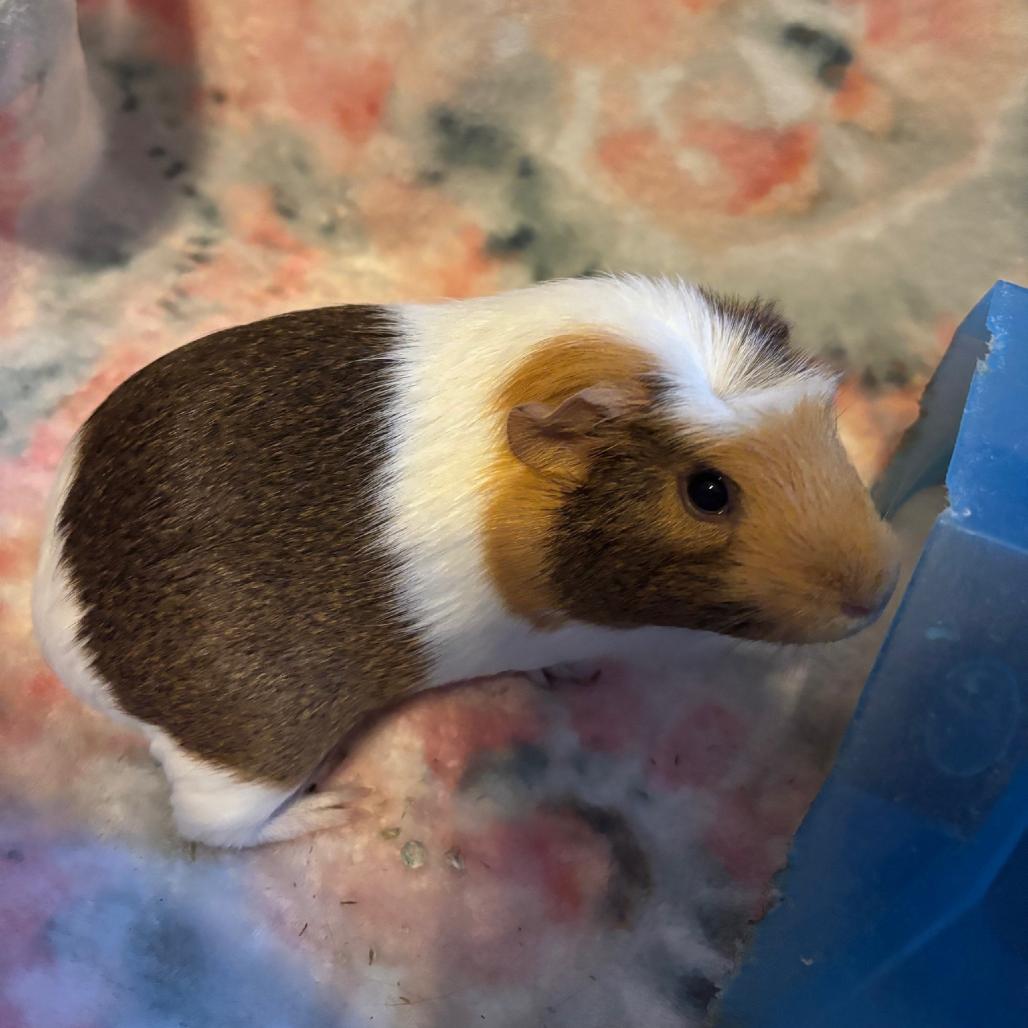 Enlarge Mocha, a Adoptable Guinea Pig in Greenfield, IN image 2/2