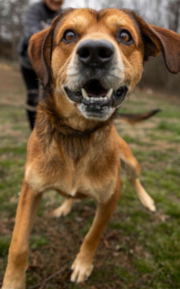 Enlarge Dallas, a Adoptable Mountain Cur in Sparta, TN image 1/3