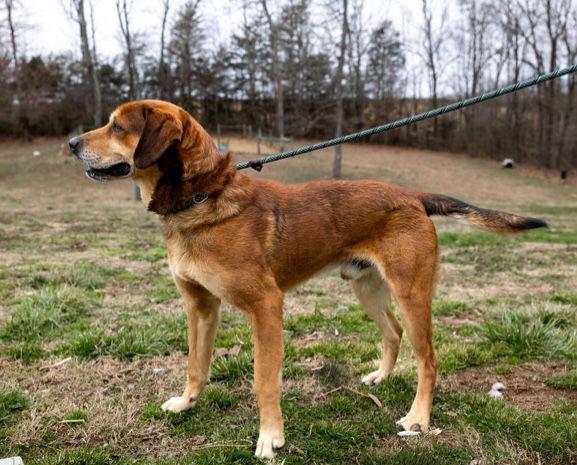 Enlarge Dallas, a Adoptable Mountain Cur in Sparta, TN image 2/3