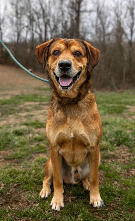 Enlarge Dallas, a Adoptable Mountain Cur in Sparta, TN image 3/3