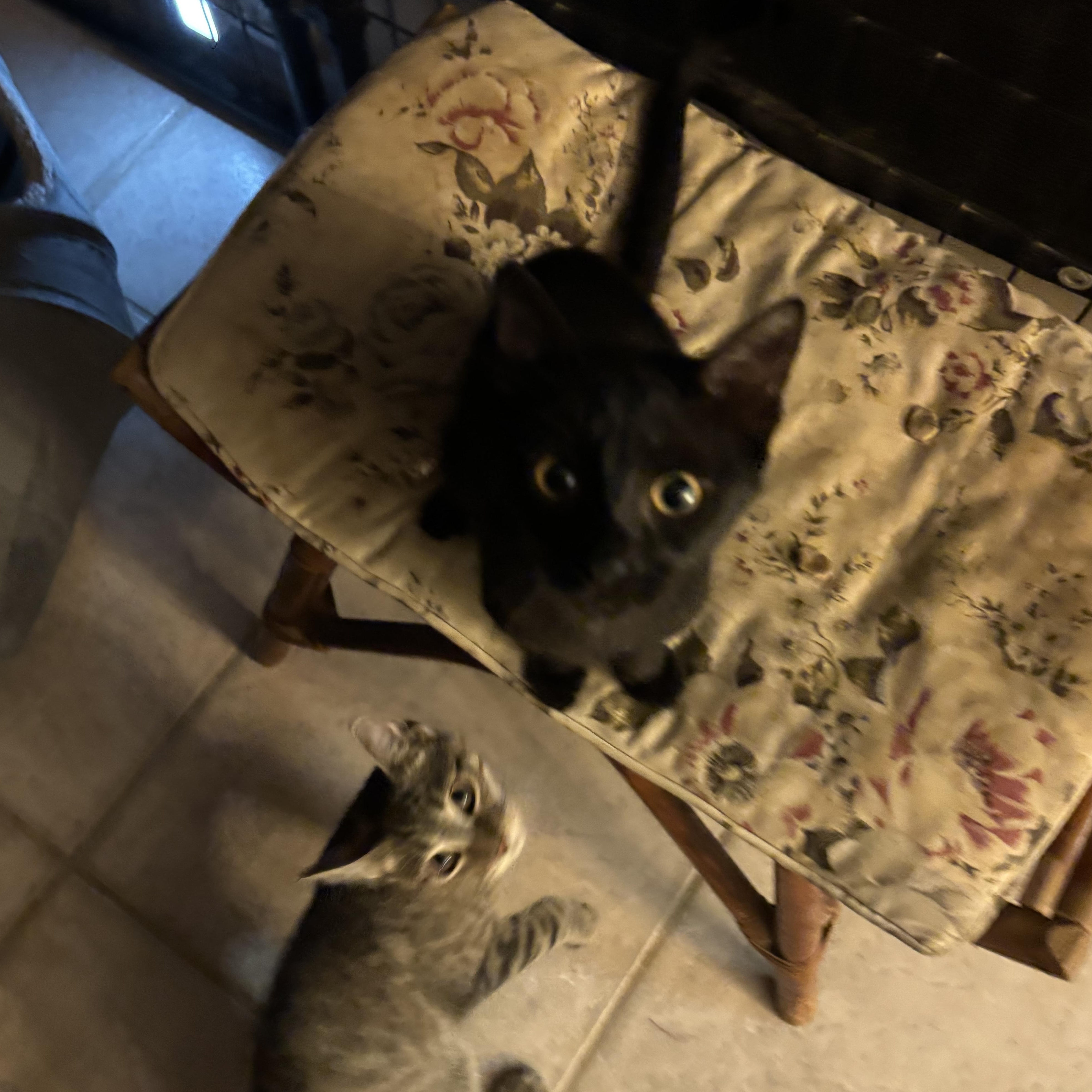 Spice, a Adopted mixed breed in Tigard, OR image 2/4