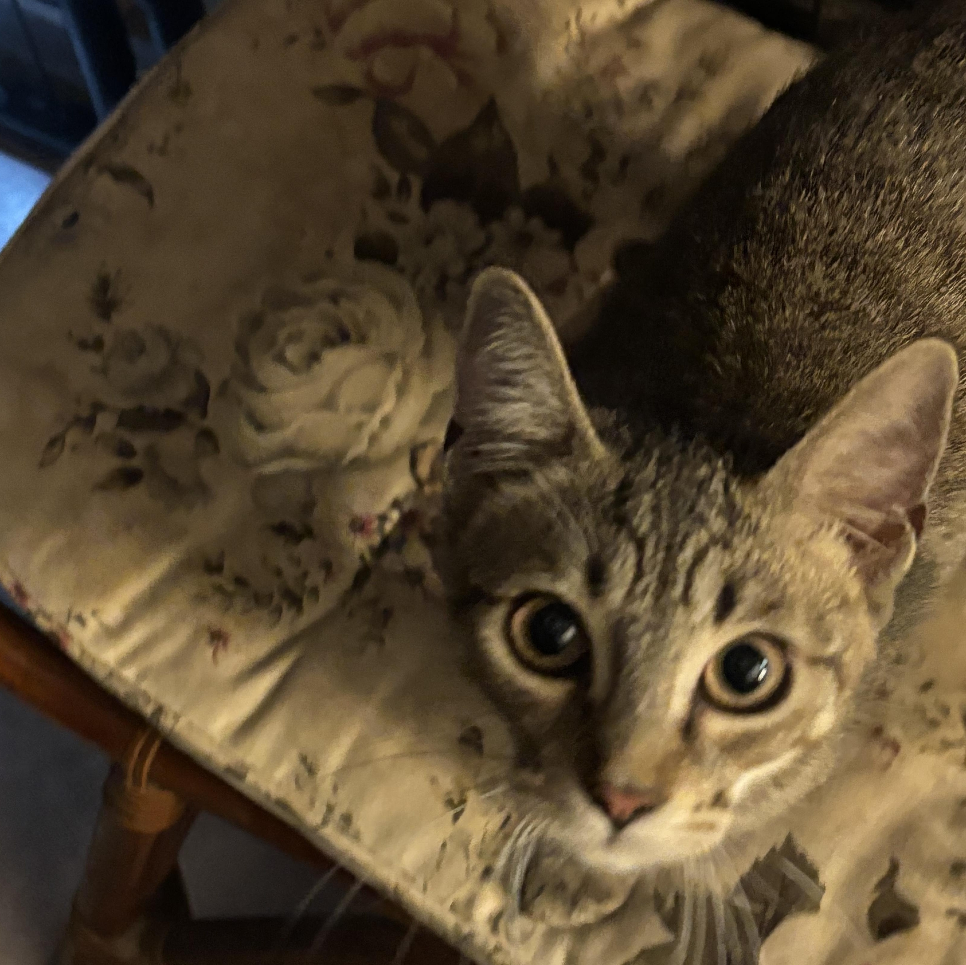 Spice, a Adopted mixed breed in Tigard, OR image 1/4