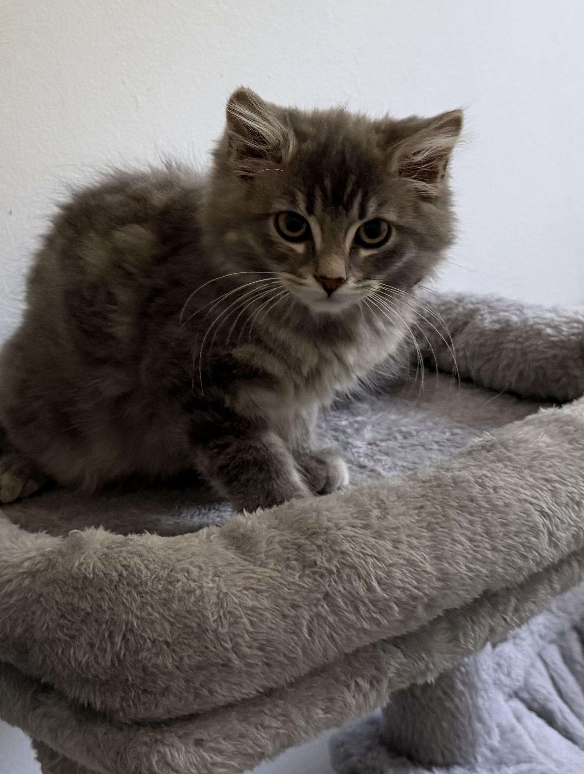 Rosie, Adopted, Kitten Female Dilute Tortoiseshell.