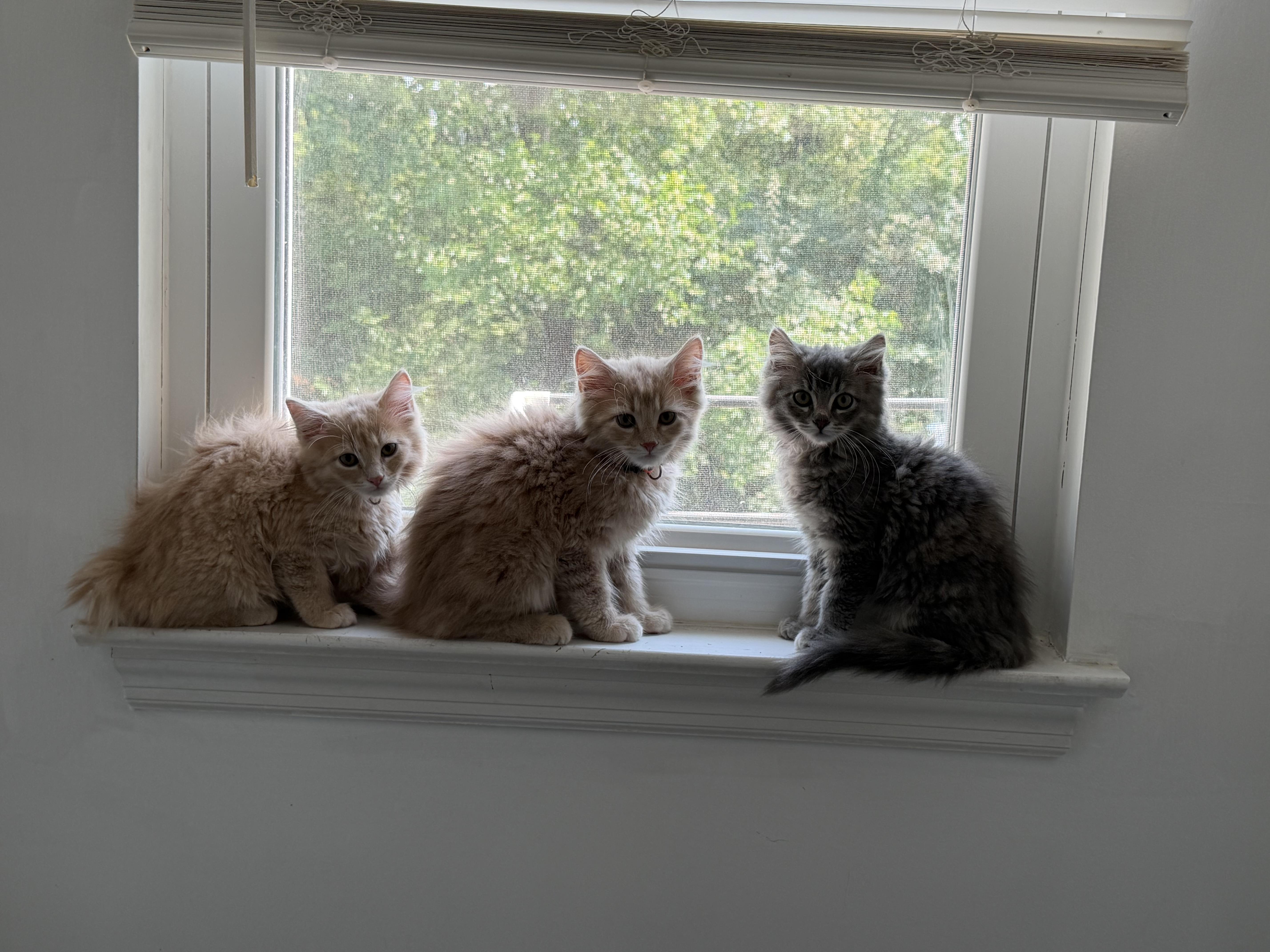 Enlarge Rosie, a Adopted Dilute Tortoiseshell in Kenhorst, PA image 4/4