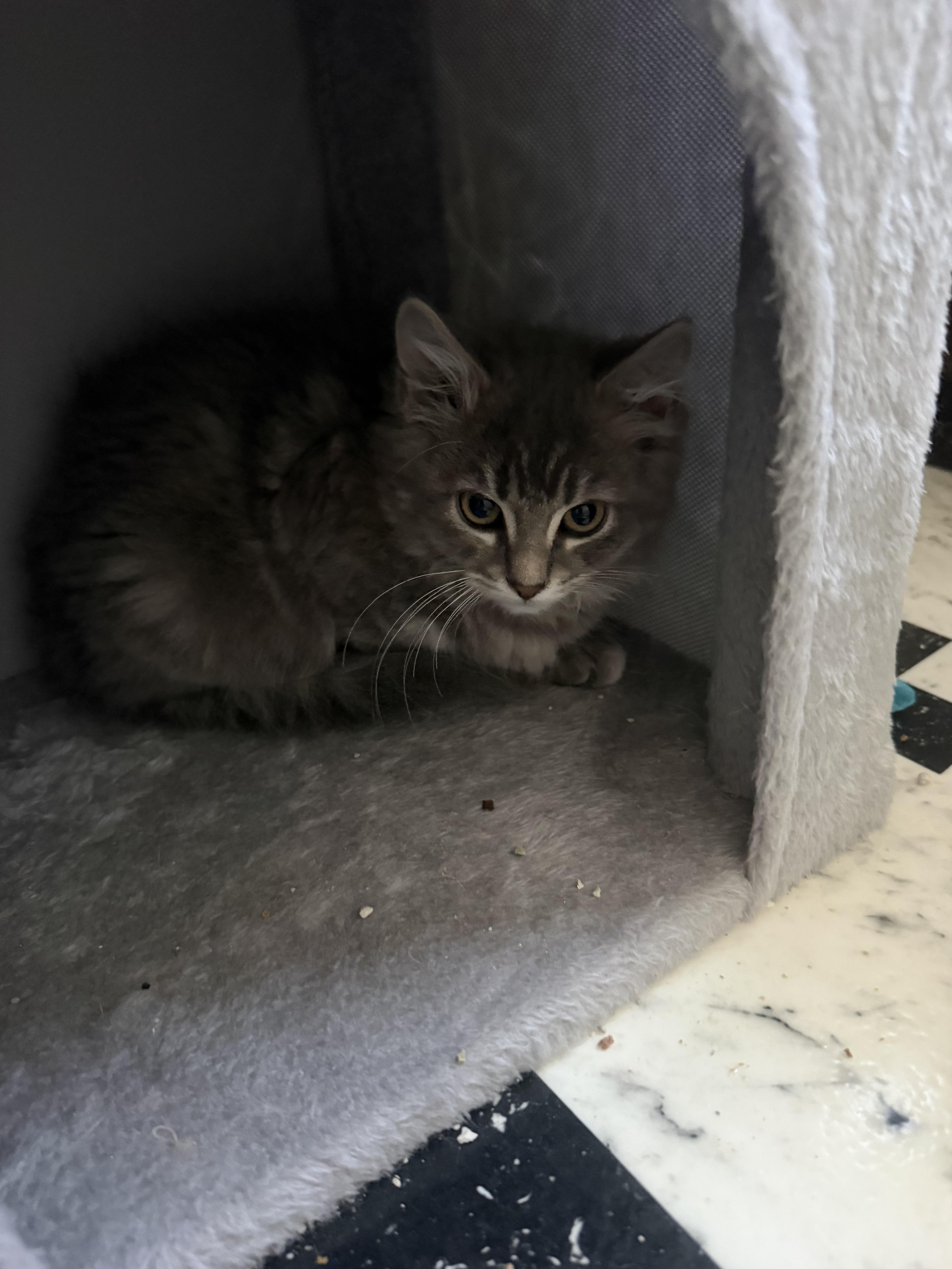 Enlarge Rosie, a Adopted Dilute Tortoiseshell in Kenhorst, PA image 3/4
