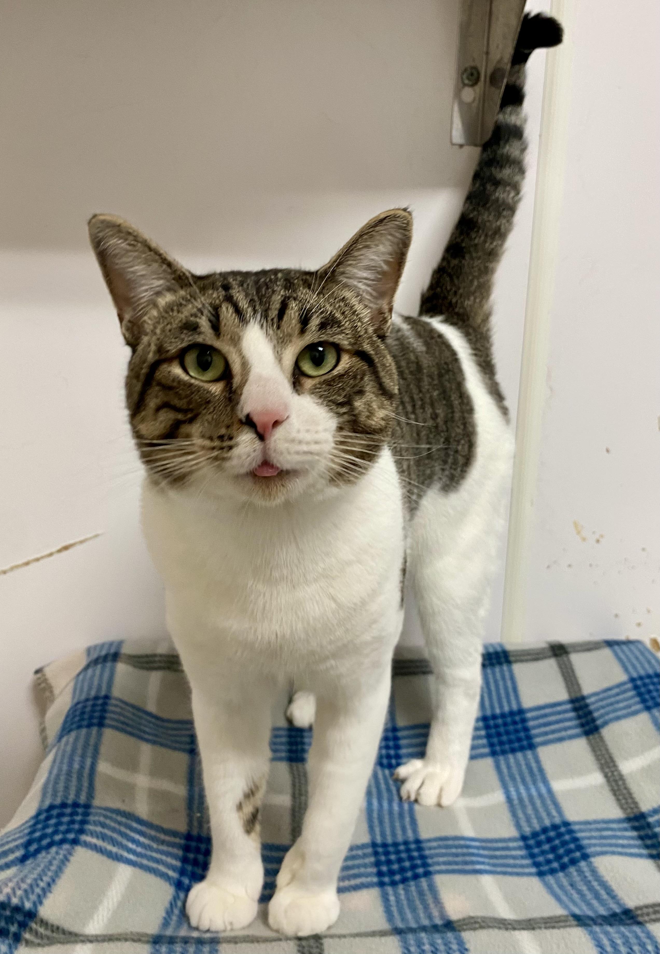 MR MAGOO, Adoptable, Young Male Domestic Short Hair.