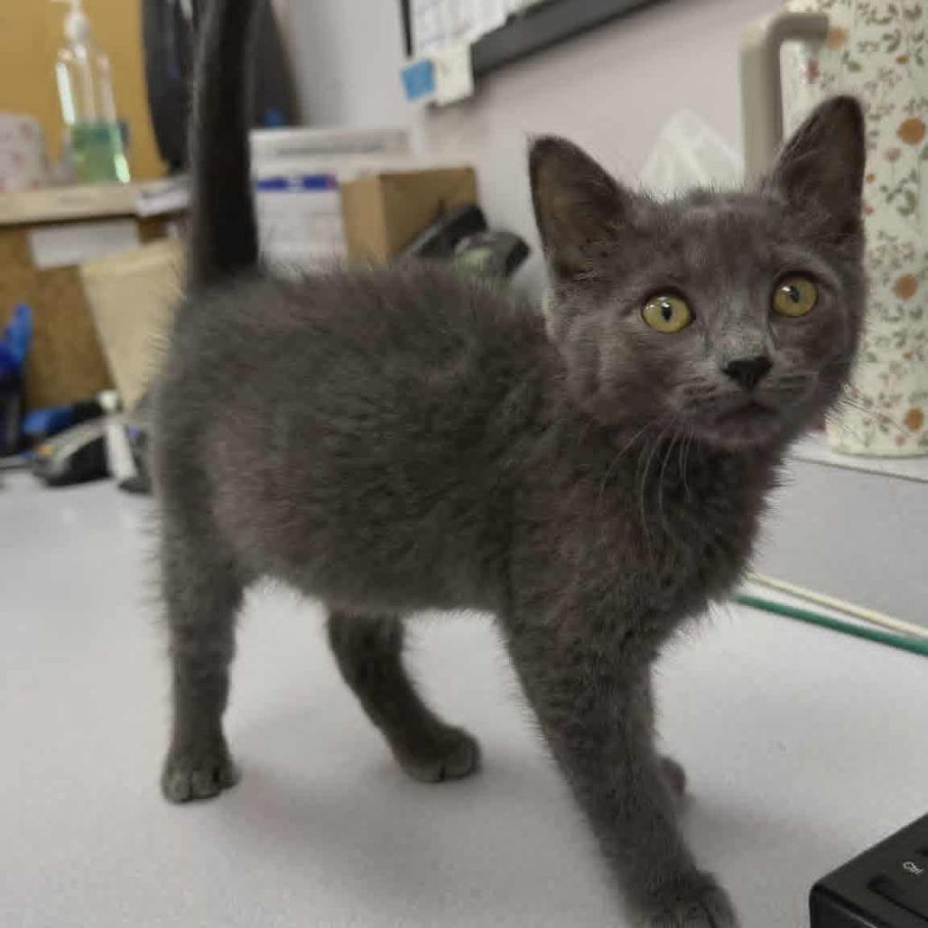 Waffles Harris, Adoptable, Kitten Male Domestic Short Hair.