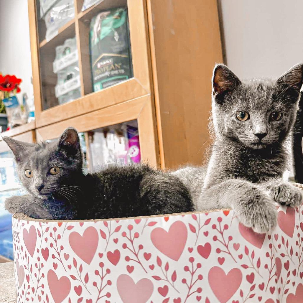 Enlarge Waffles Harris, a Adoptable Domestic Short Hair in St. Paul, MN image 2/5