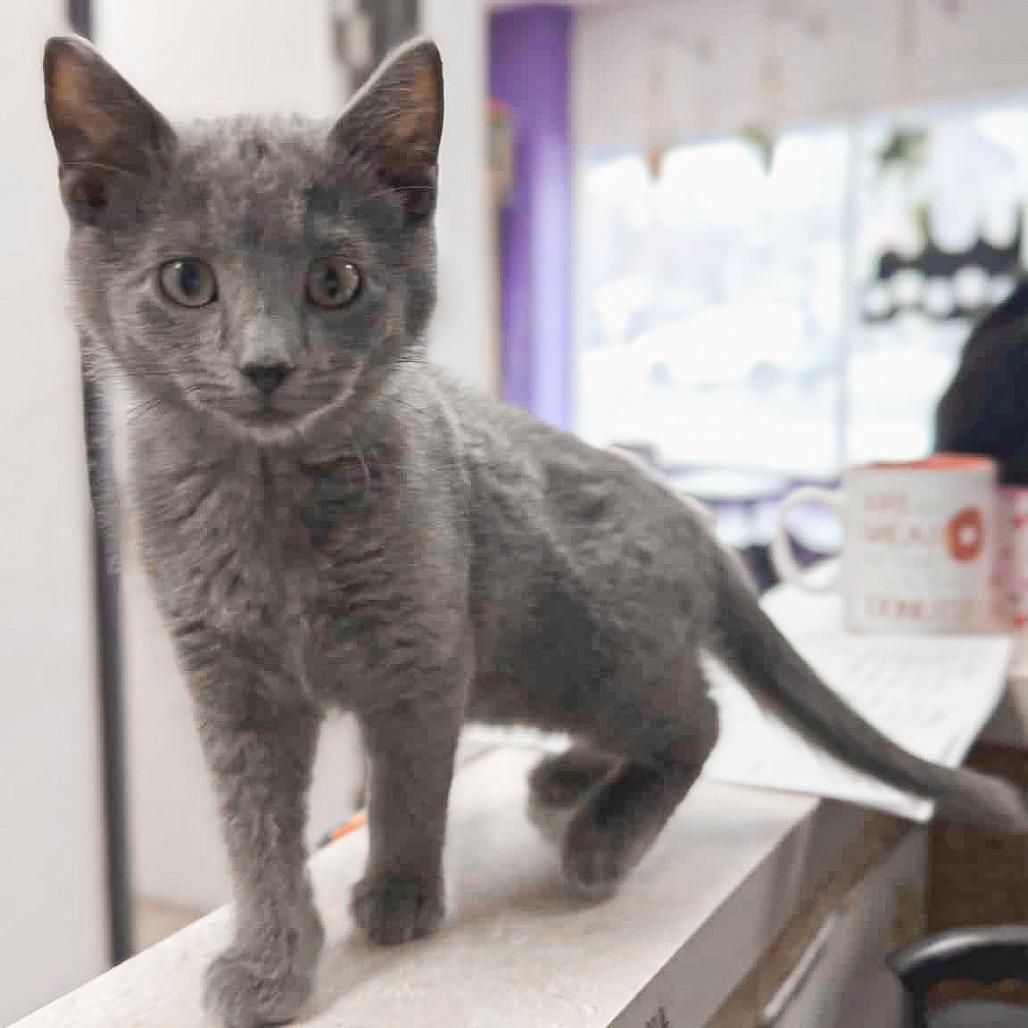 Enlarge Waffles Harris, a Adoptable Domestic Short Hair in St. Paul, MN image 4/5