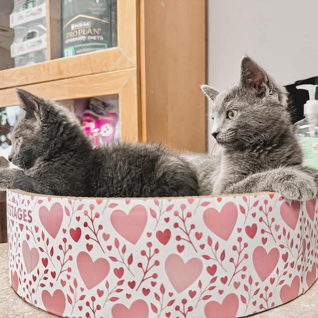 Enlarge Waffles Harris, a Adoptable Domestic Short Hair in St. Paul, MN image 5/5