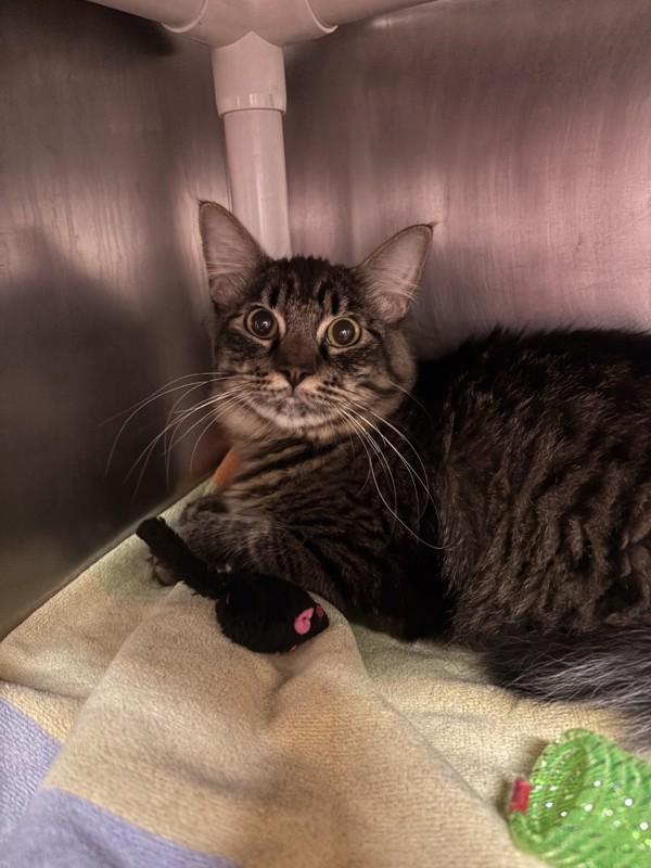 Enlarge Lil Treat, a Adoptable mixed breed in Santa Rosa, CA image 1/1
