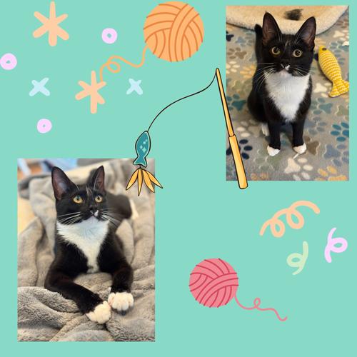 Enlarge Alice, a ADOPTABLE Domestic Short Hair in Port Chester, NY image 2/3