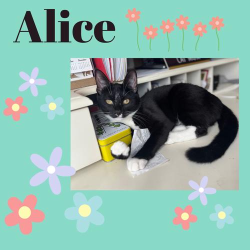 Enlarge Alice, a ADOPTABLE Domestic Short Hair in Port Chester, NY image 3/3