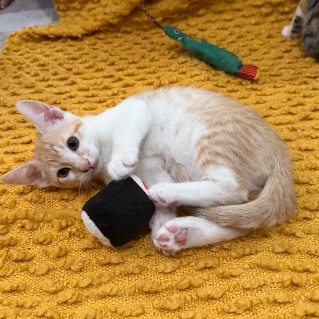 Yuzu, Adoptable, Kitten Male Domestic Short Hair.