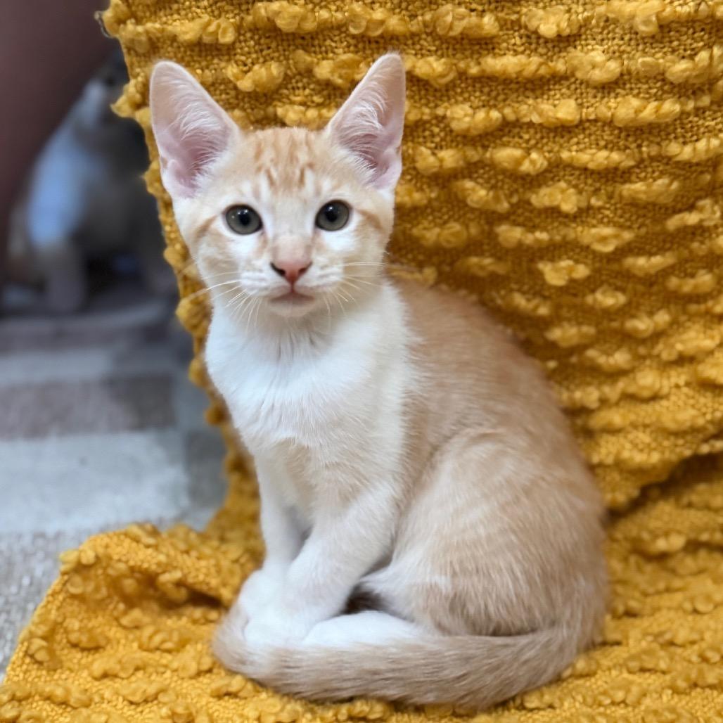 Enlarge Yuzu, a Adoptable Domestic Short Hair in Studio City, CA image 2/3