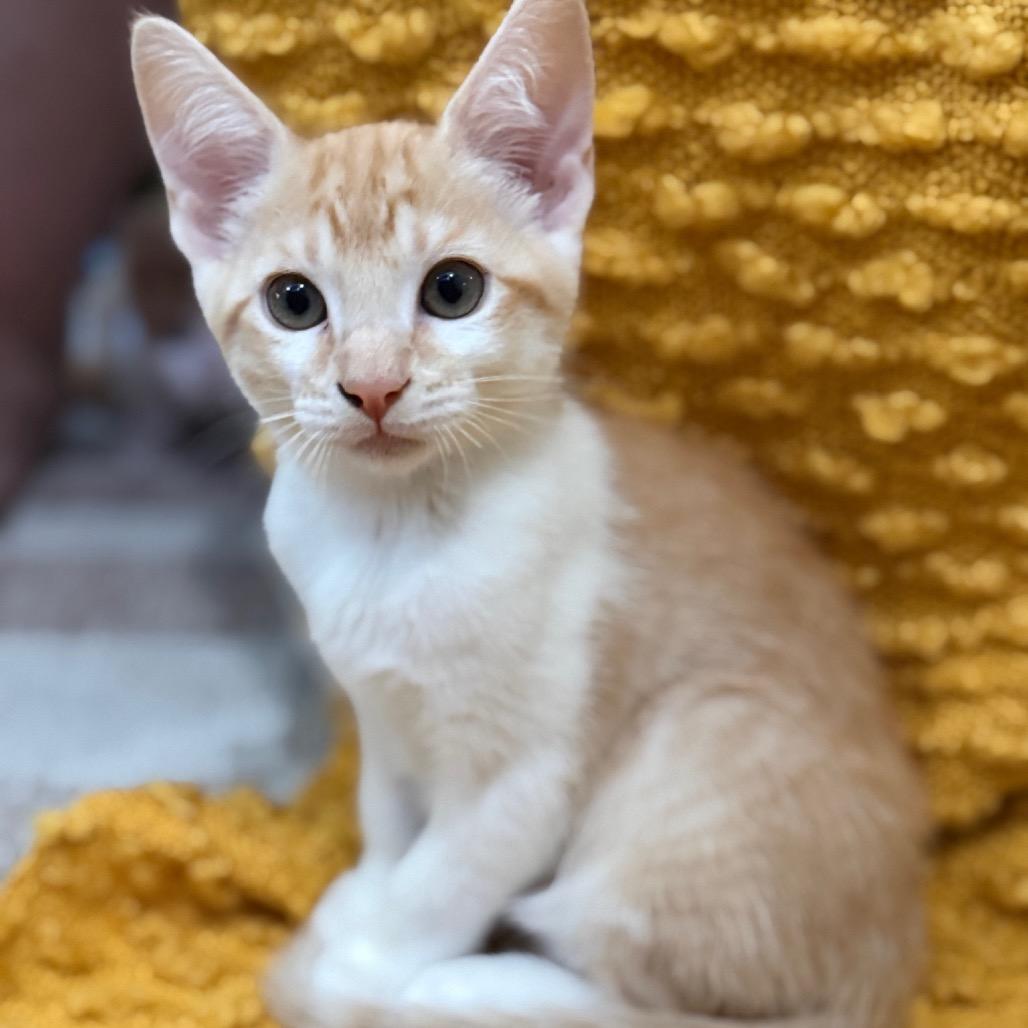 Enlarge Yuzu, a Adoptable Domestic Short Hair in Studio City, CA image 3/3