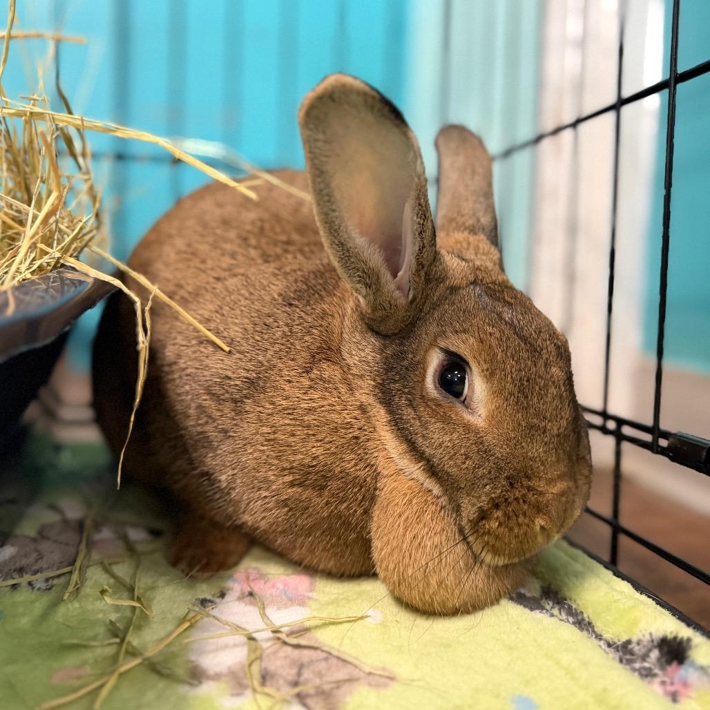 Annie Lucille, Adoptable, Young Female American & Flemish Giant.