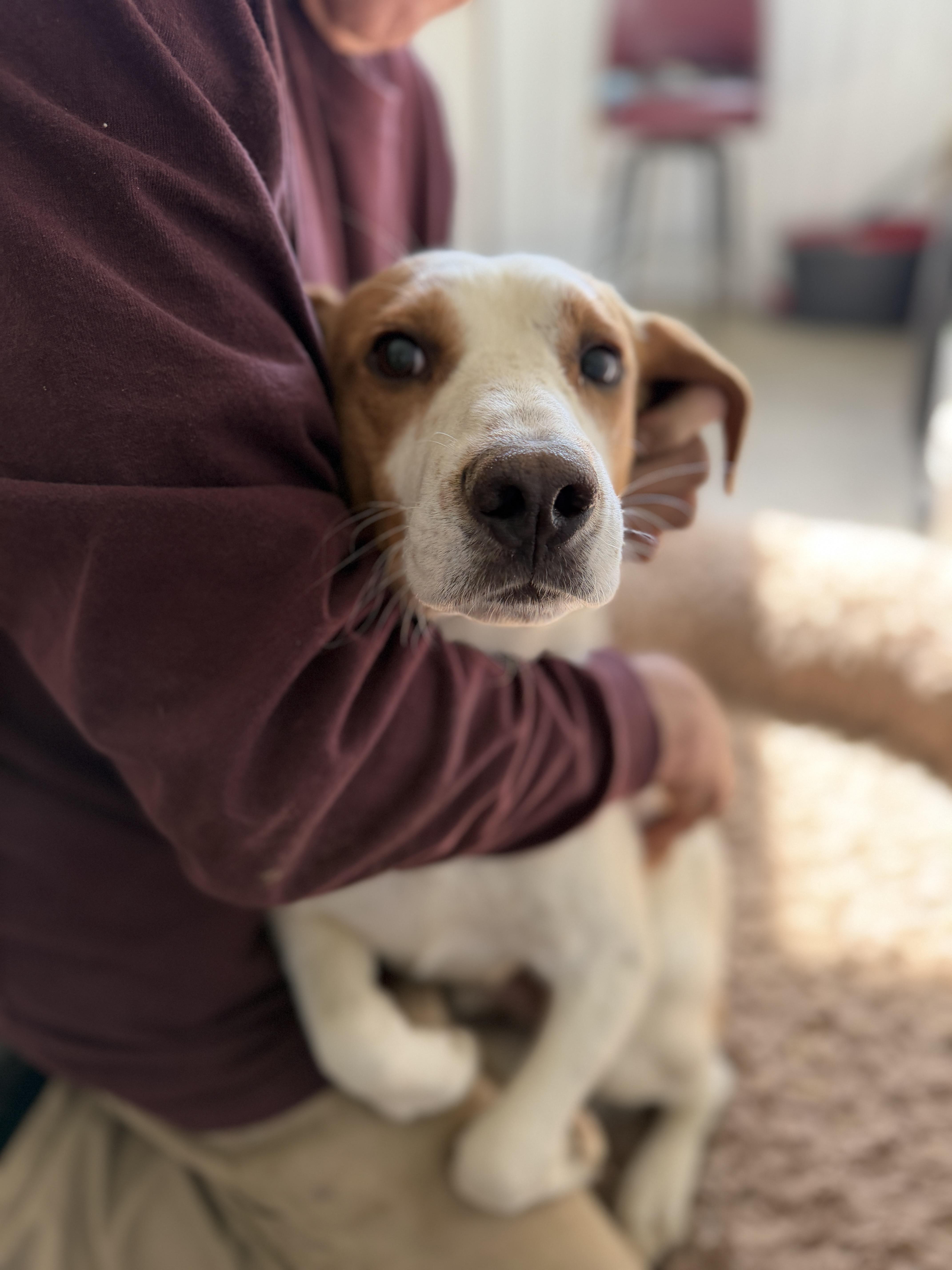 Huckleberry , an adopted mixed breed in Alliance, OH image 1/3