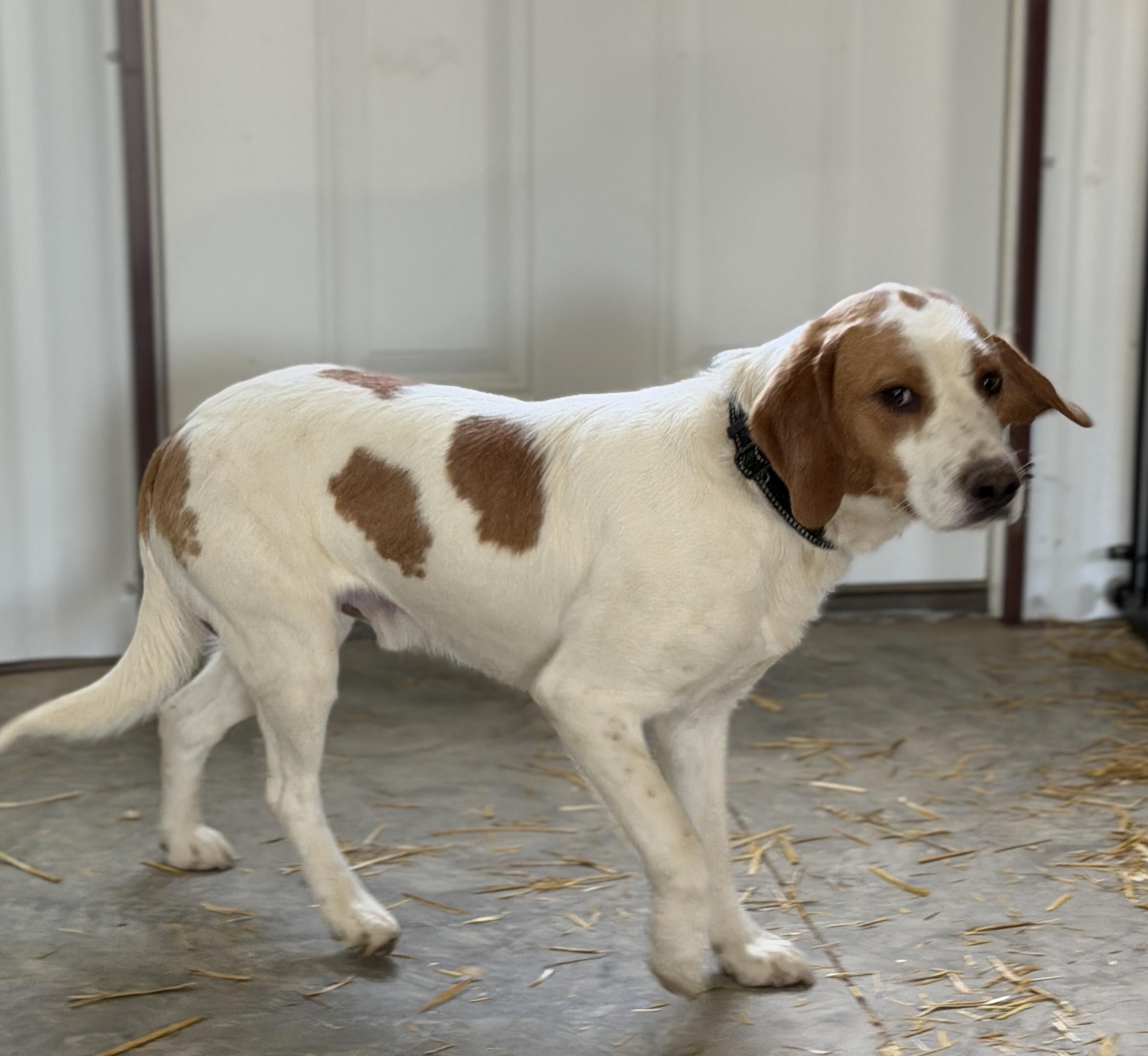 Huckleberry , an adopted mixed breed in Alliance, OH image 2/3
