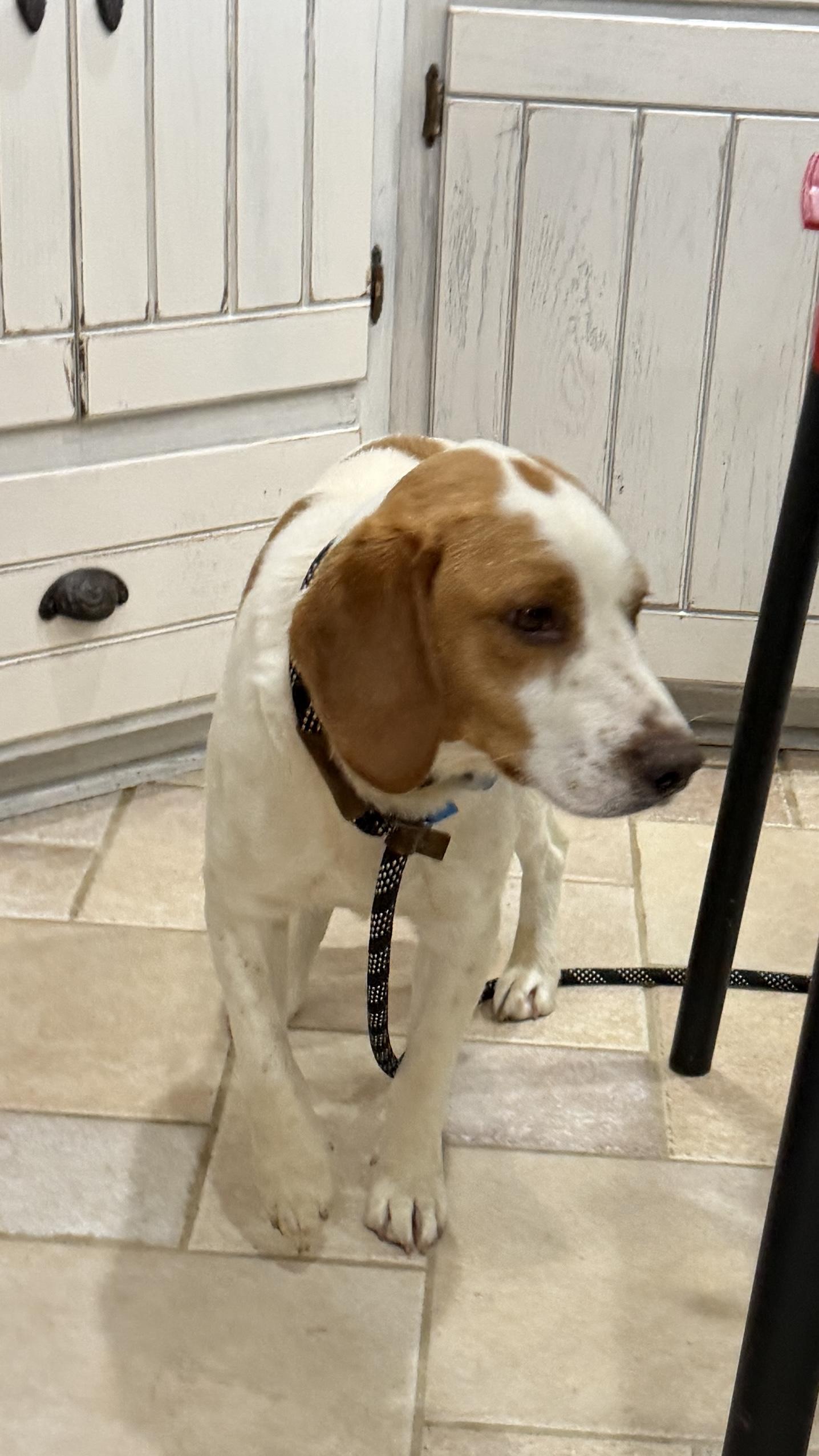 Huckleberry , an adopted mixed breed in Alliance, OH image 3/3