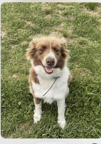 Wickham, a Adoptable Australian Shepherd in Hillside, IL image 1/2