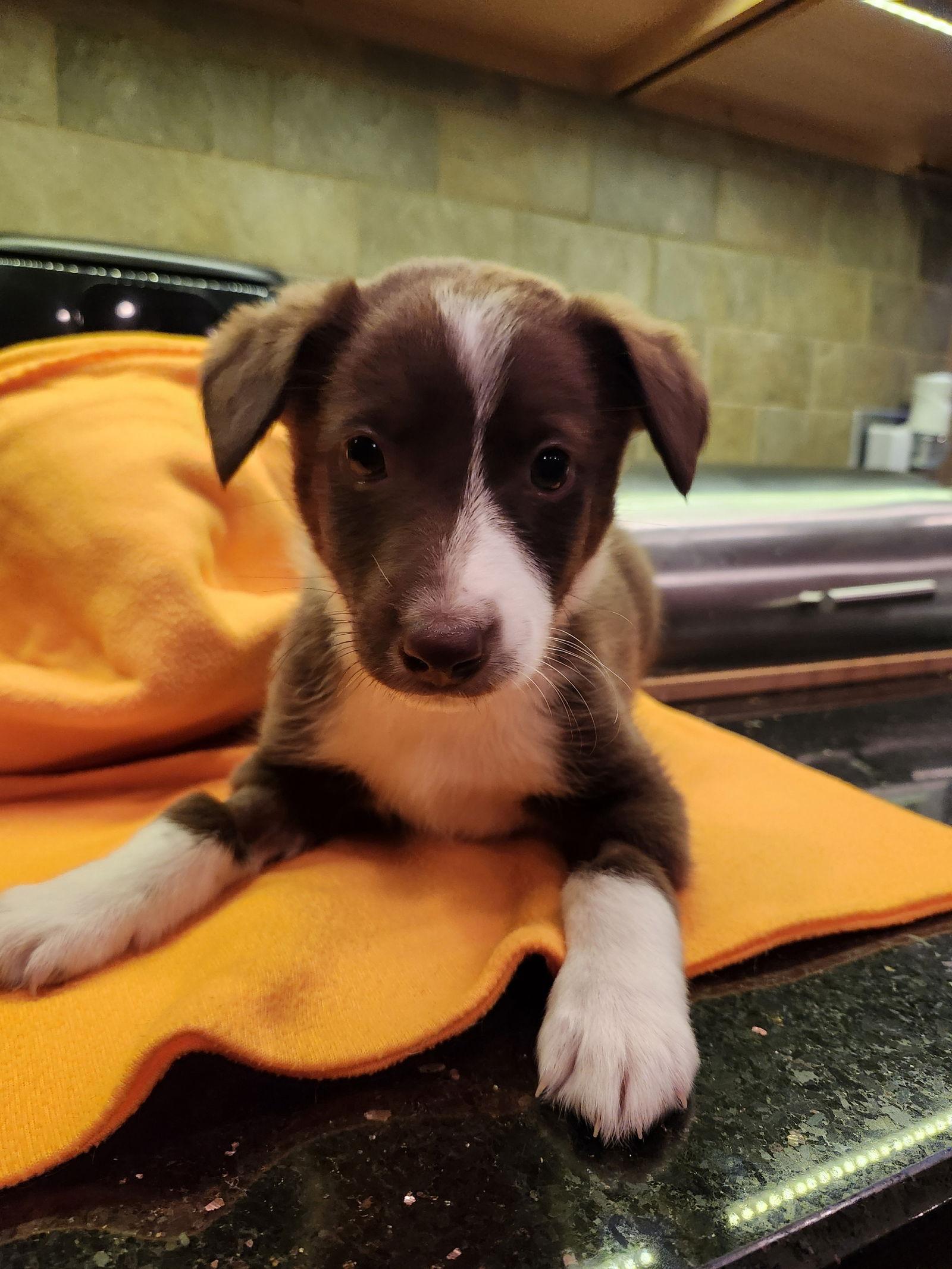 Wickham, a Adoptable Australian Shepherd in Hillside, IL image 2/2