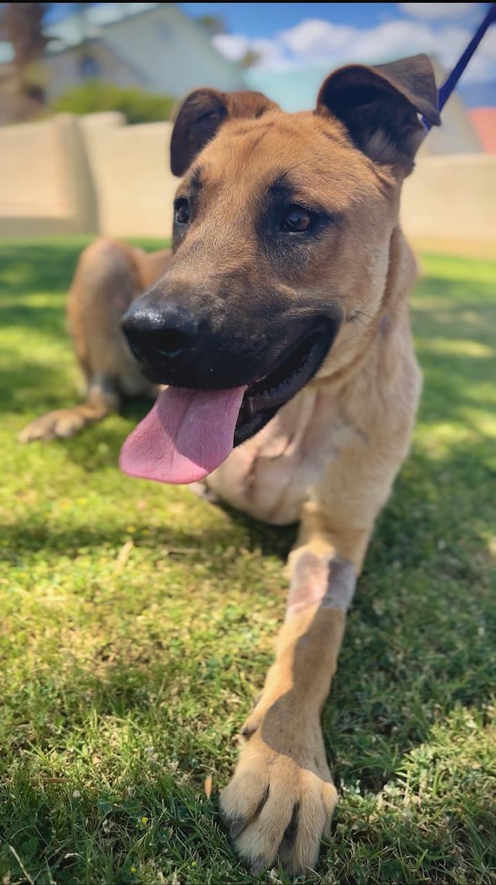 Benji, a Adopted mixed breed in Palm desert, CA image 2/6