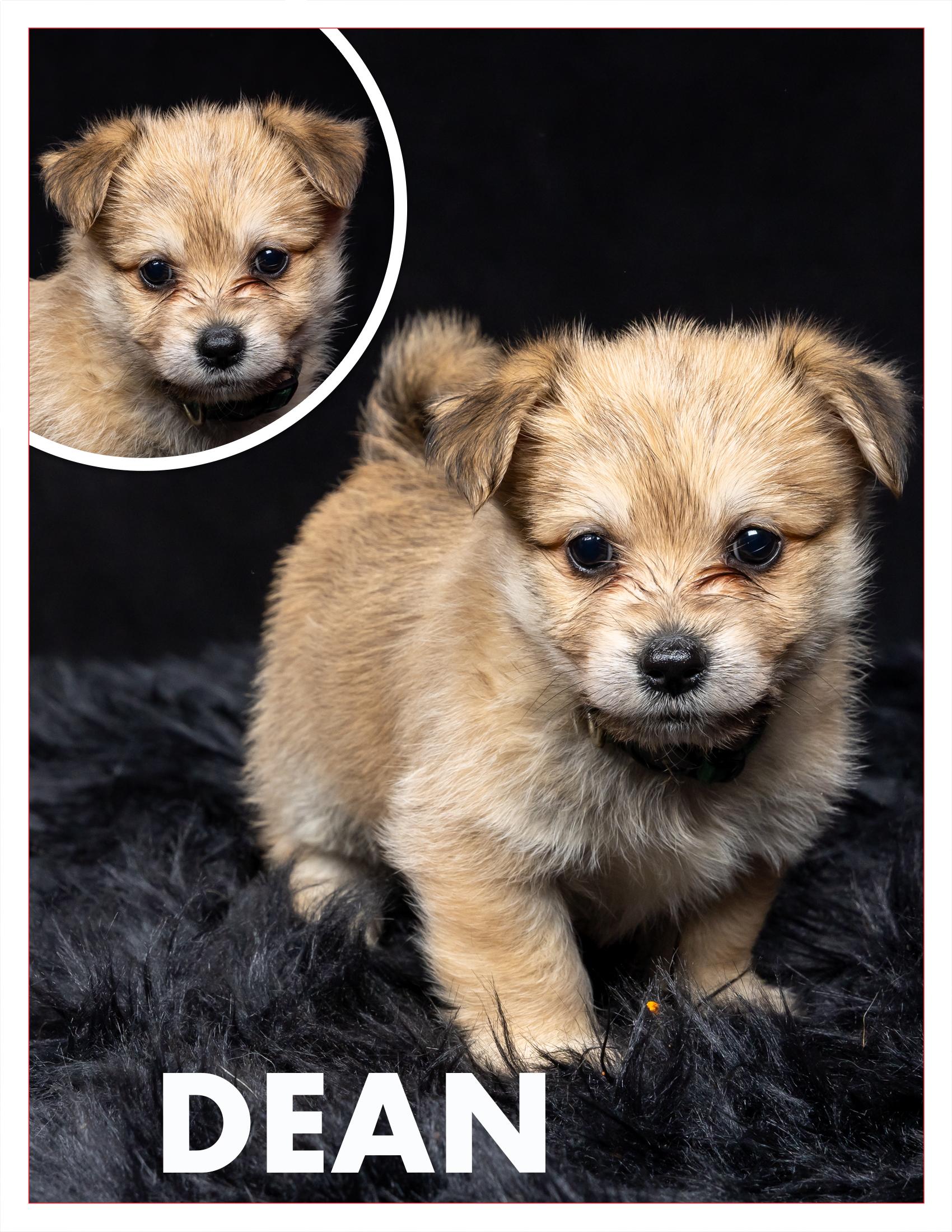 Dean, Adopted, Puppy Male Chihuahua.