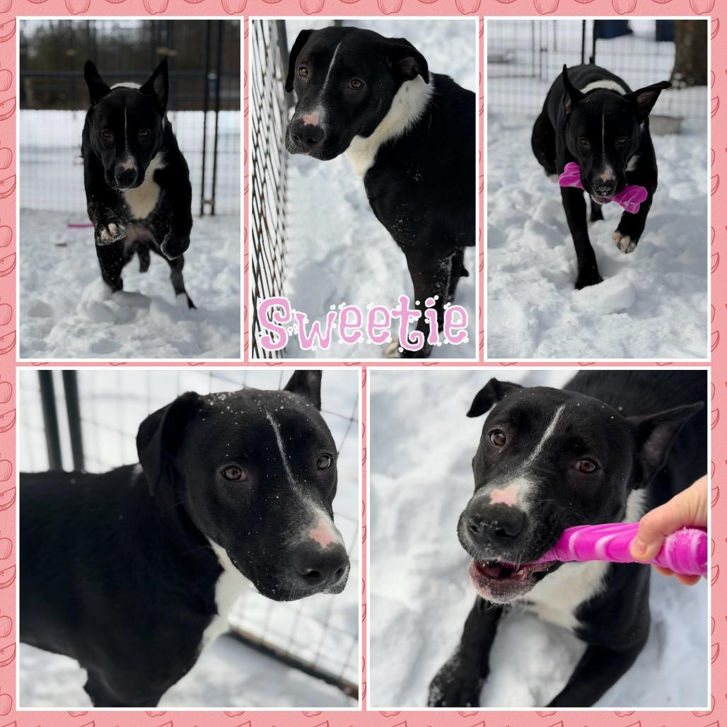 Sweetie, Adoptable, Young Female Black Labrador Retriever & Mixed Breed.