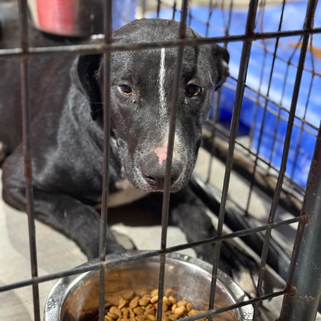 Enlarge Sweetie, a Adoptable mixed breed in Fort Smith, AR image 2/2