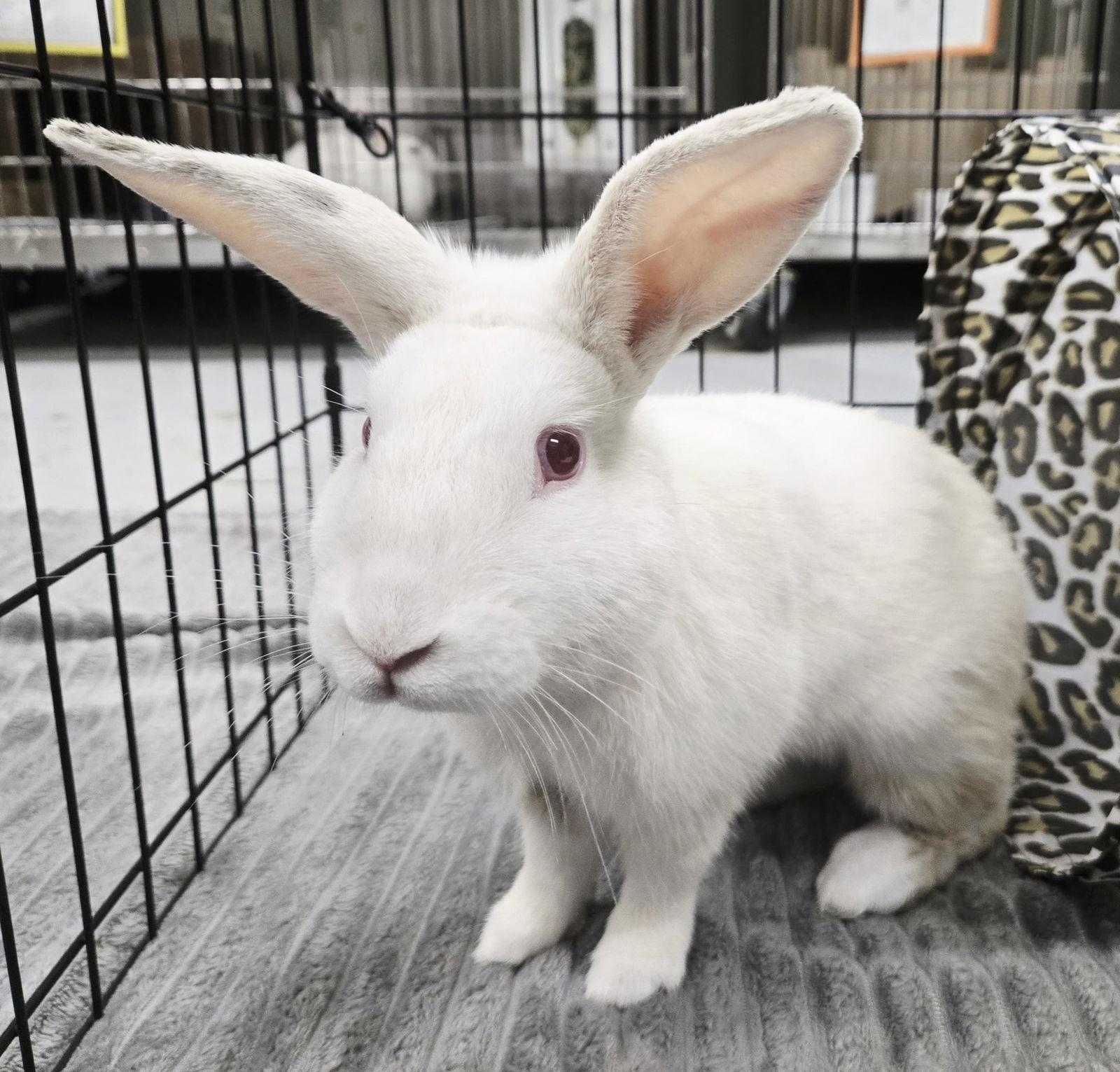 James Bund, Adoptable, Young Male American & New Zealand.