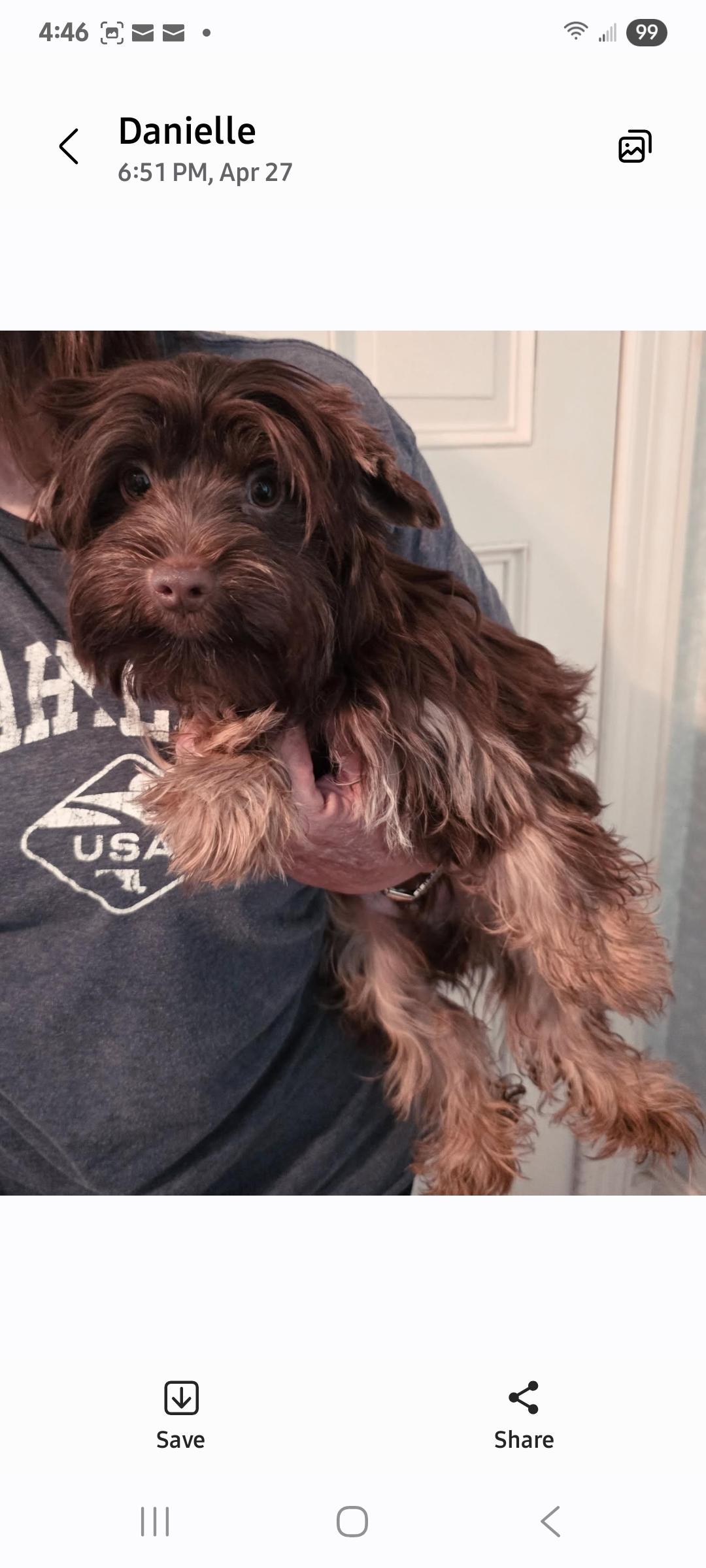 Sage, adopted, Young Male Yorkshire Terrier.