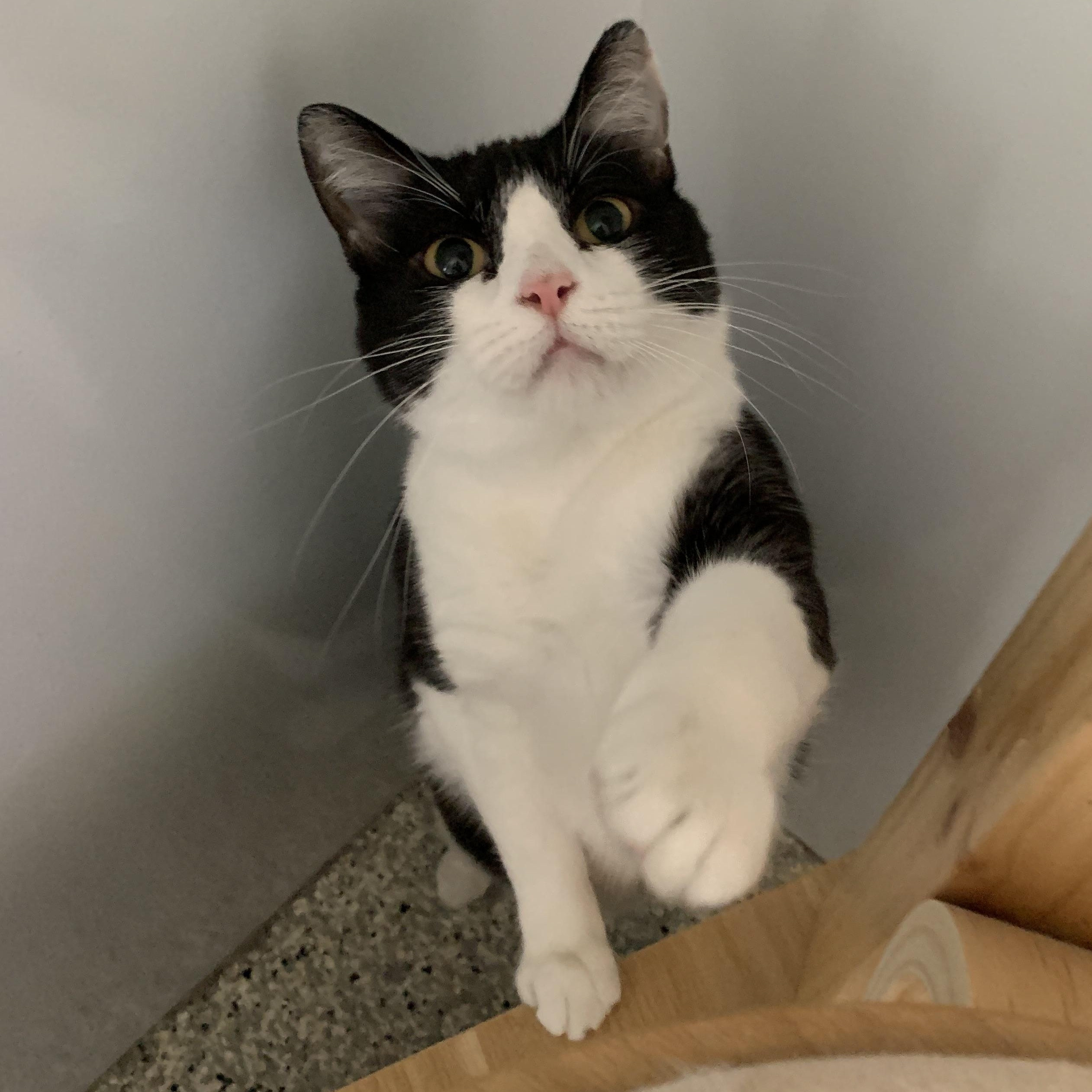 Dandelion, a Adoptable Domestic Short Hair in Lincoln, IL image 4/4