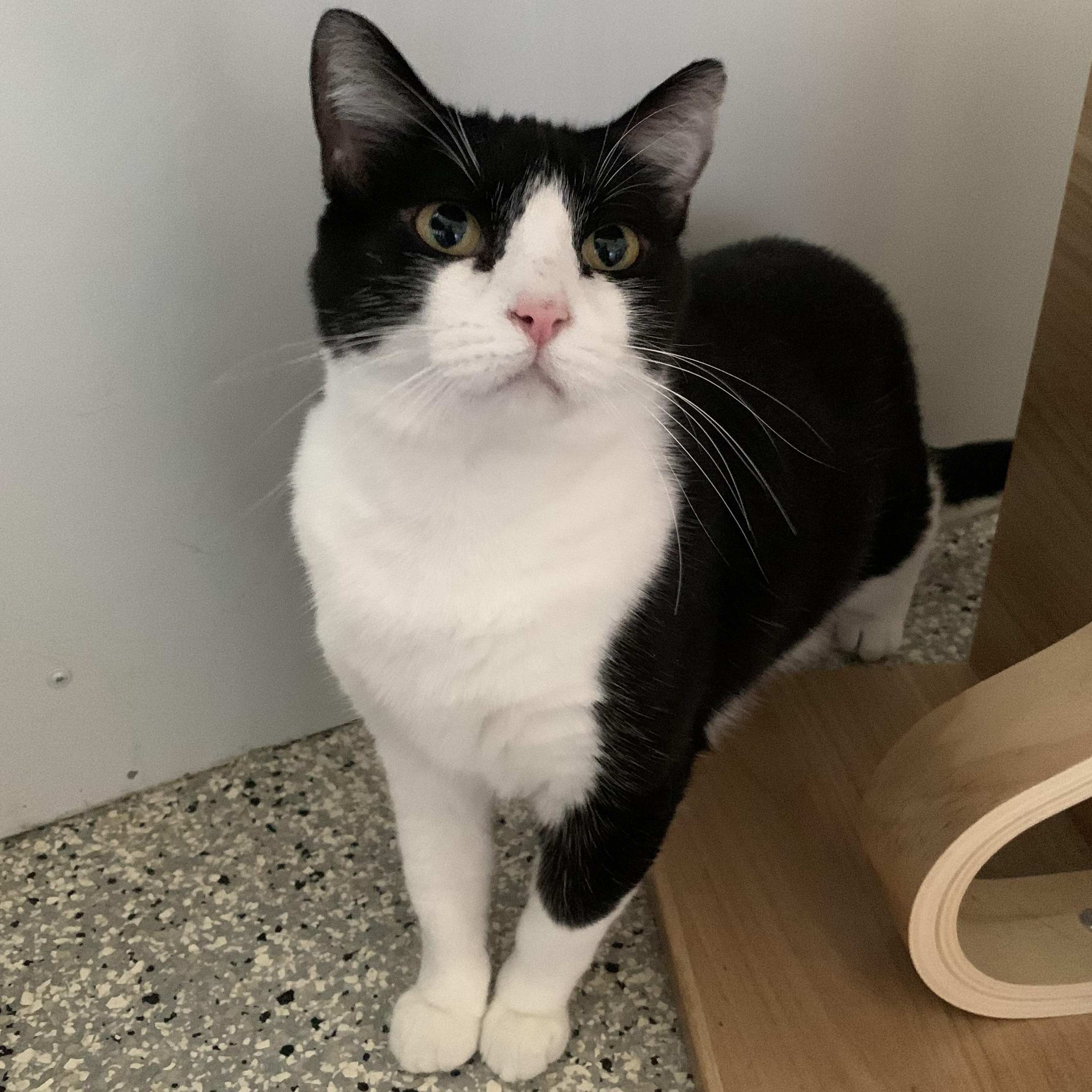 Dandelion, a Adoptable Domestic Short Hair in Lincoln, IL image 3/4