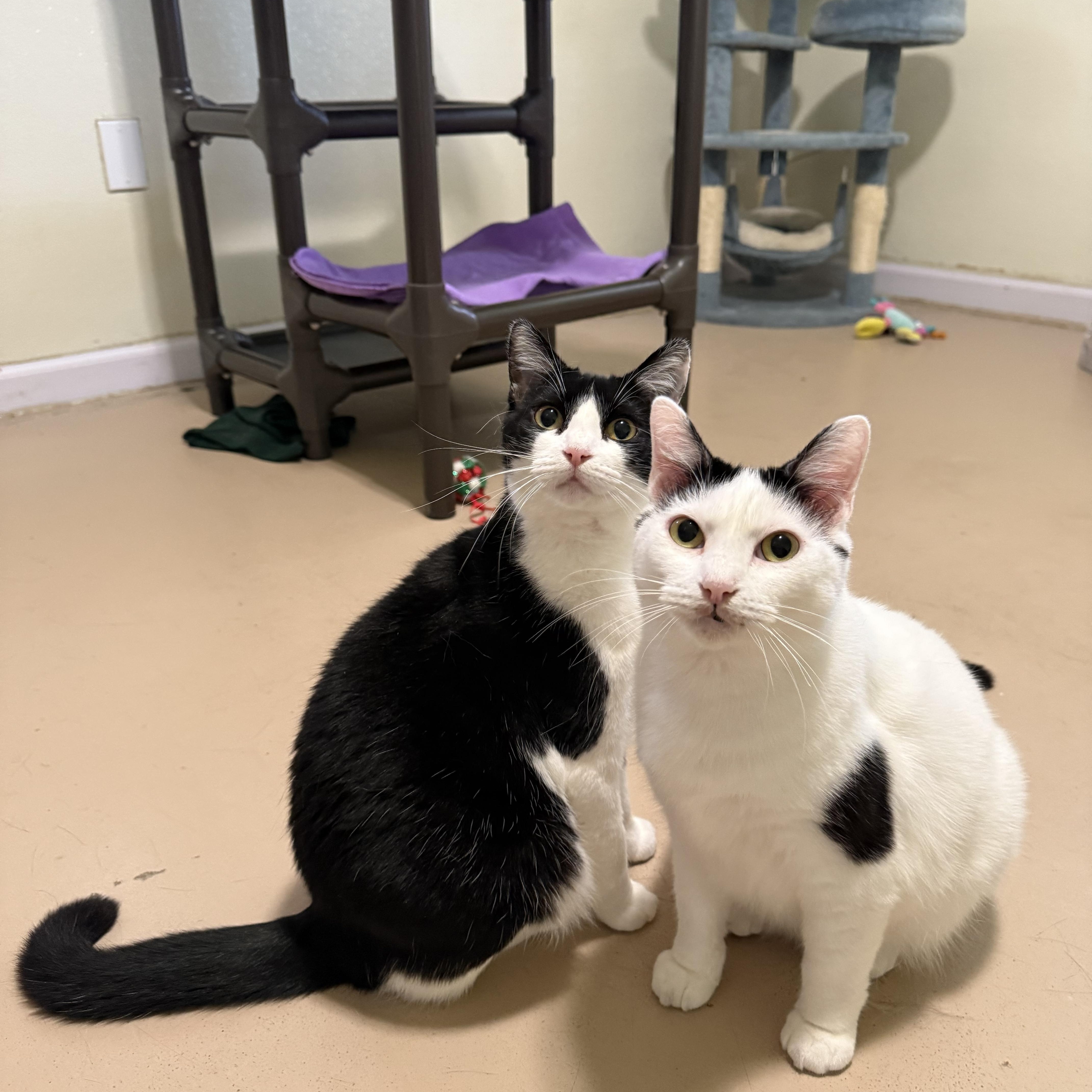 Dandelion, a Adoptable Domestic Short Hair in Lincoln, IL image 1/4